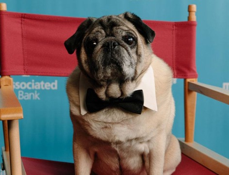 Pug dog on a red director's chair in front of a blue Milwaukee Film step and repeat