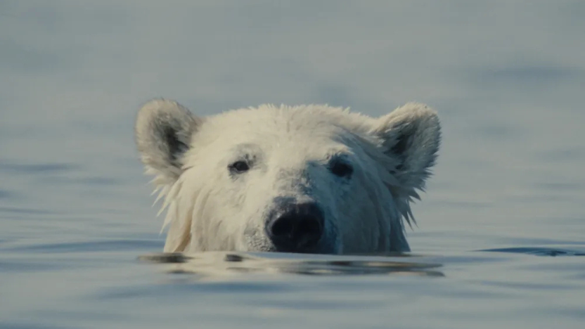 A still from the film NUISANCE BEAR