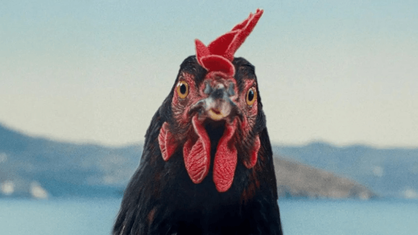 A hen looks straight into the eye of a camera