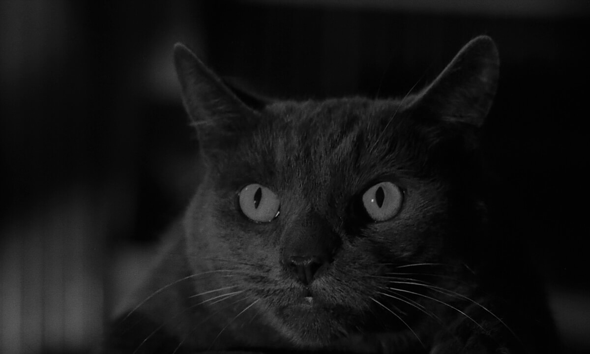 Night of the Demon Film Still Cat